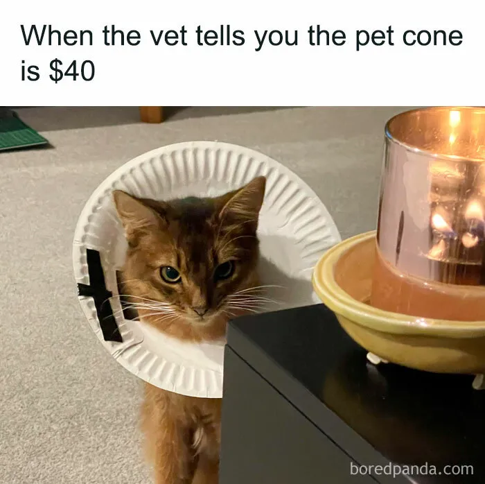 Cat meme featuring a cat wearing a DIY paper plate cone, standing next to a candle.