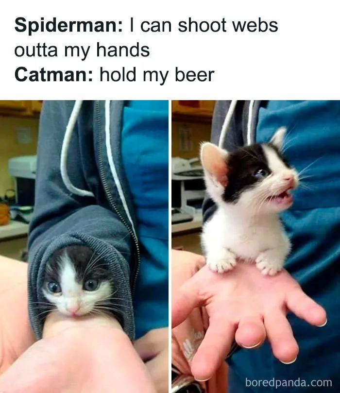 Cute cat meme with a kitten playfully peeking from a sleeve and then sitting on a hand, captioned with humorous text.