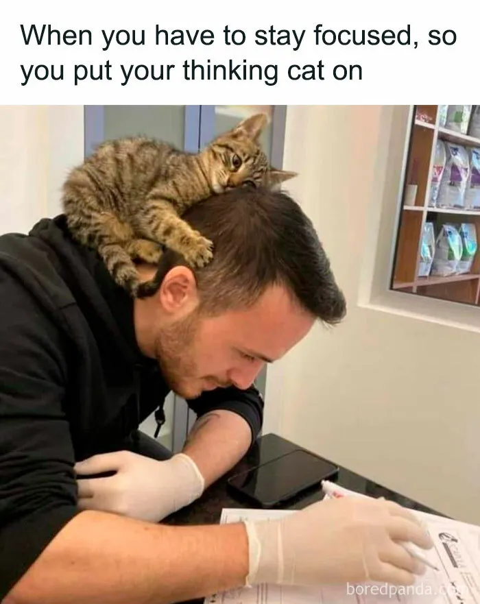 50 Fantastic ‘Cat Memes’ To Help You Get Through Hard Times