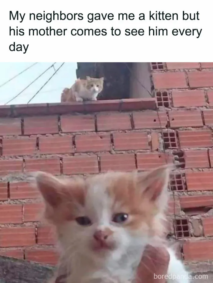 50 Fantastic ‘Cat Memes’ To Help You Get Through Hard Times