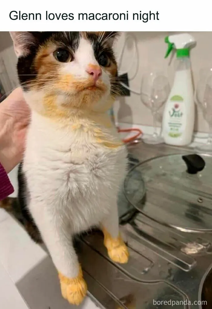 Cat with macaroni sauce on its face and paws, standing on a kitchen counter.