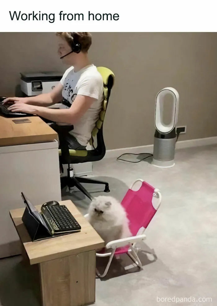 Cat meme of a fluffy cat sitting in a small chair, pretending to work next to a person at a desk.