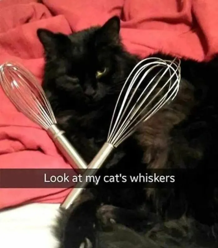 Hilarious-Cat-Memes