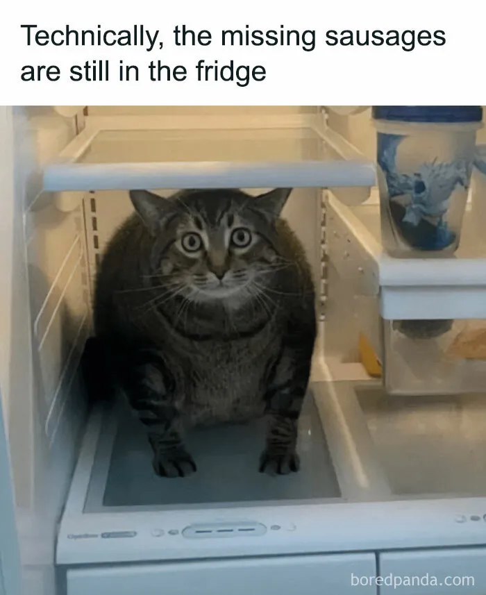 50 Fantastic ‘Cat Memes’ To Help You Get Through Hard Times