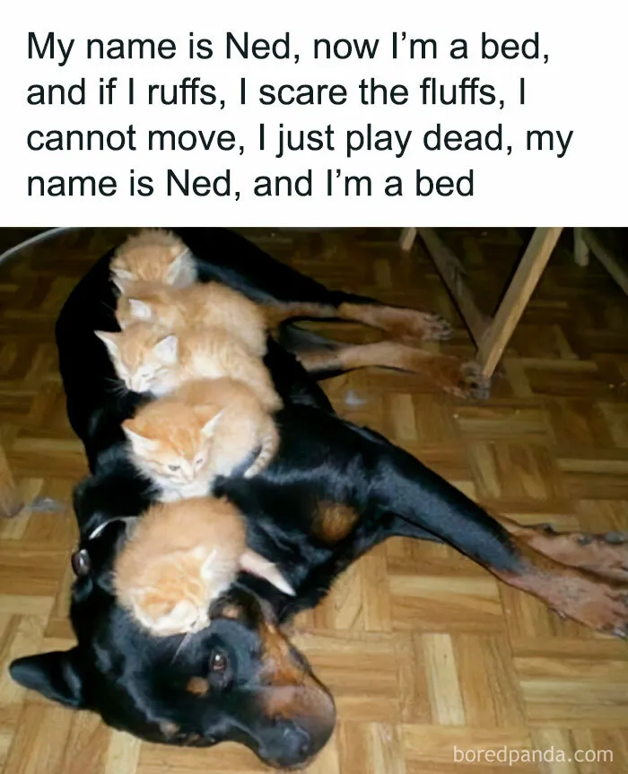 50 Fantastic ‘Cat Memes’ To Help You Get Through Hard Times