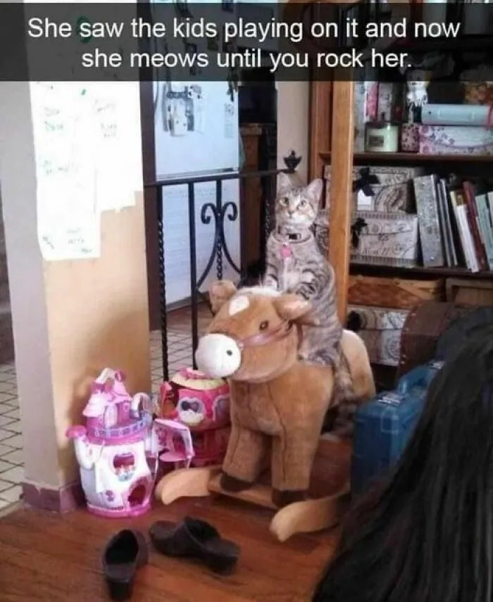 50 Fantastic ‘Cat Memes’ To Help You Get Through Hard Times