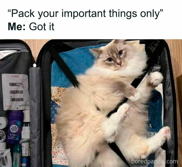 Fluffy cat lying in an open suitcase surrounded by travel essentials, humorously embodying a cat meme.