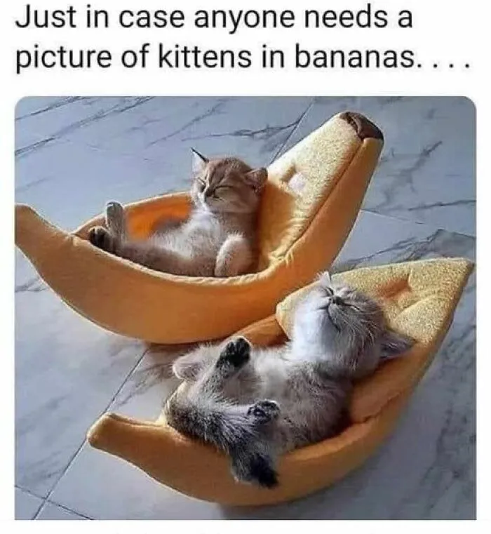Hilarious-Cat-Memes