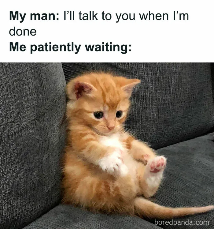 Cute orange kitten sitting on a couch, embodying cat memes humor.