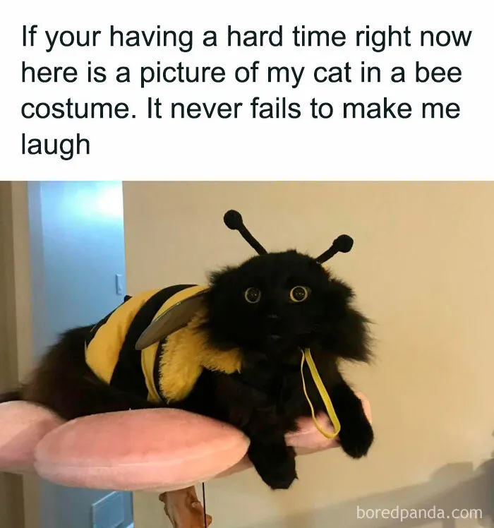 50 Fantastic ‘Cat Memes’ To Help You Get Through Hard Times