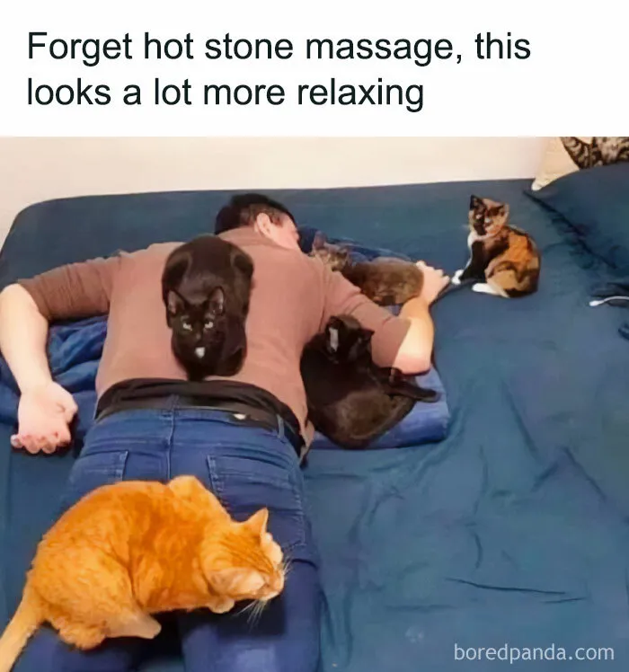 Person lying on bed with multiple cats resting on them, creating a humorous cat meme.