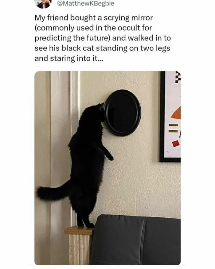 Black cat standing on hind legs, staring into a mirror on the wall.
