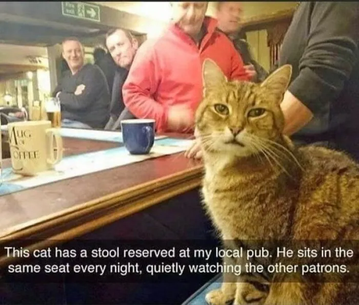50 Fantastic ‘Cat Memes’ To Help You Get Through Hard Times