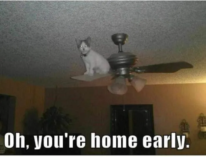 A cat meme featuring a cat perched on a ceiling fan with text saying, "Oh, you're home early."