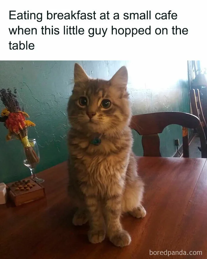 50 Fantastic ‘Cat Memes’ To Help You Get Through Hard Times