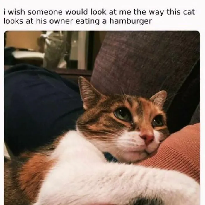 A contented cat gazes lovingly, resting its head and paws on a sofa, embodying the charm of cat memes.