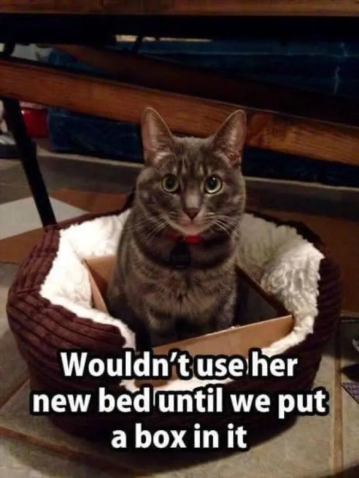 50 Fantastic ‘Cat Memes’ To Help You Get Through Hard Times