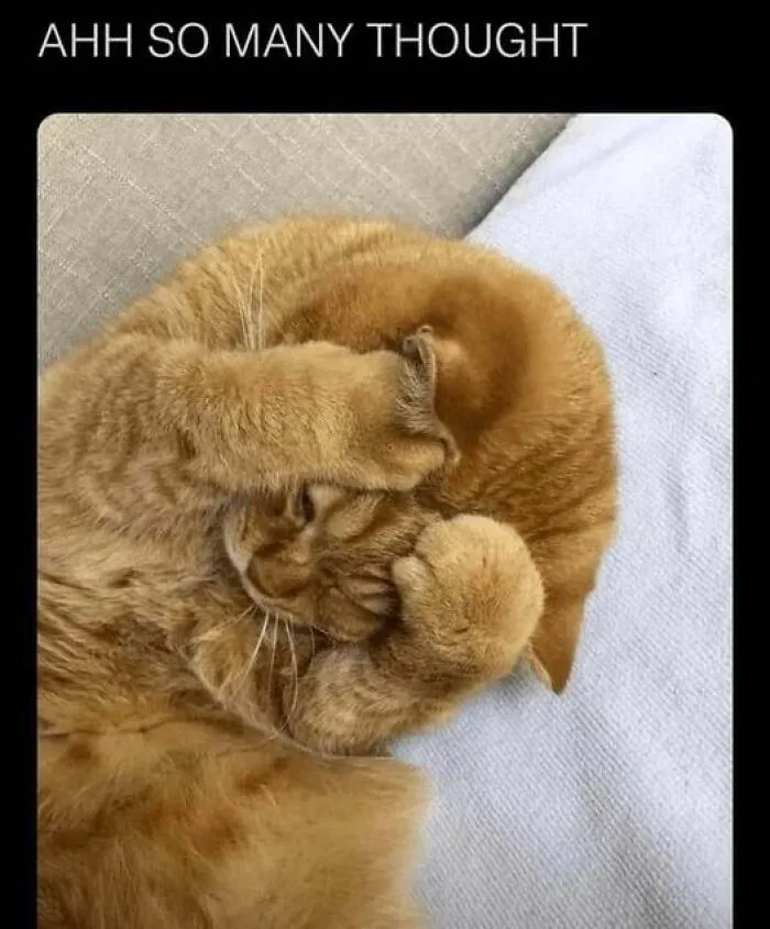 Orange cat covering face with paws, illustrating a funny cat meme.