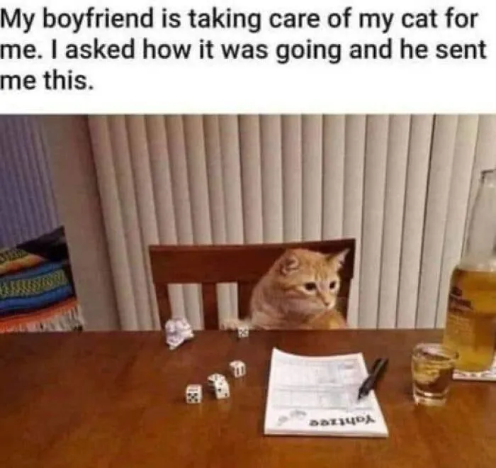 Cat meme with a cat sitting at a table with dice and a drink, appearing to play a game.