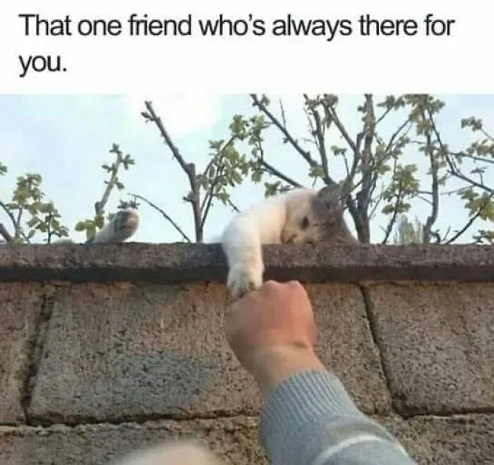 Cat meme showing a cat reaching over a wall to touch a person's hand with caption about friendship.