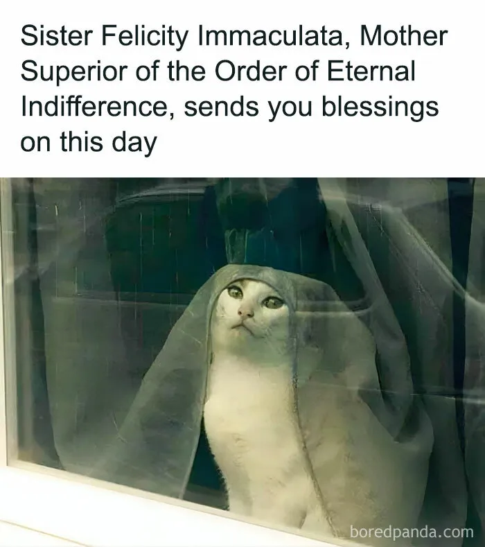 50 Fantastic ‘Cat Memes’ To Help You Get Through Hard Times
