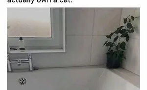 50 Fantastic ‘Cat Memes’ To Help You Get Through Hard Times
