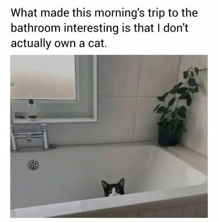 50 Fantastic ‘Cat Memes’ To Help You Get Through Hard Times