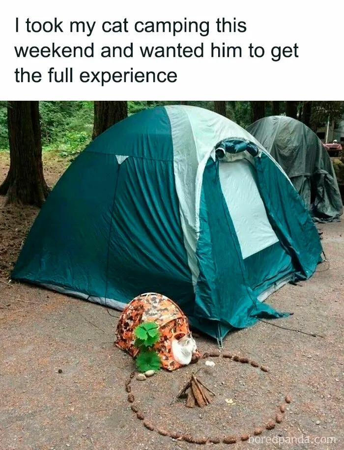 Cat memes: A cat in a tiny tent beside a larger tent in a forest setting, enjoying camping with a mock campfire.