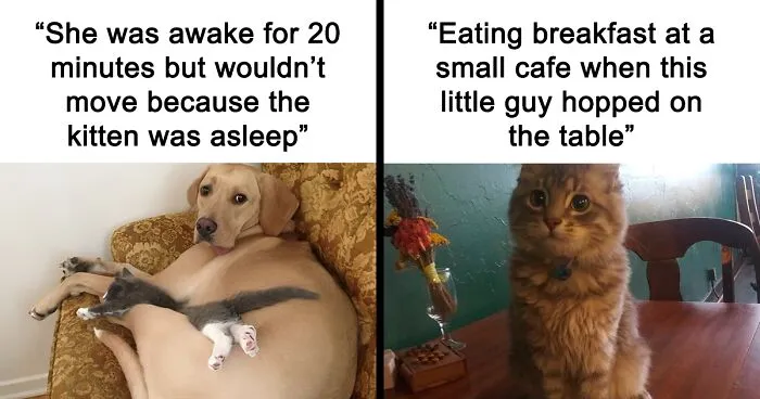 50 Fantastic ‘Cat Memes’ To Help You Get Through Hard Times