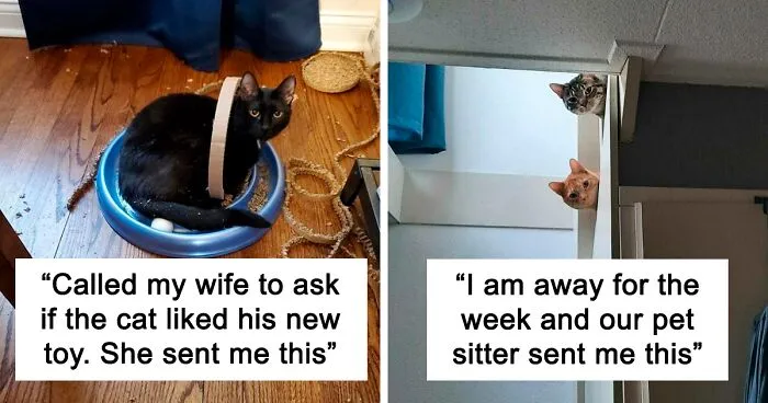 50 Times Cats Made Their Owners Laugh And They Just Had To Share Pics Online