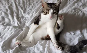 50 Hilariously Wholesome “My House, Not My Cat” Moments (New Pics)