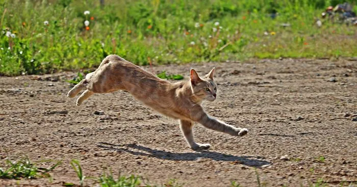 How Fast Can a House Cat Run? Vet Overview 