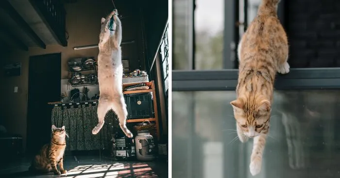 How High Can Cats Jump? Incredible Jumping Ability