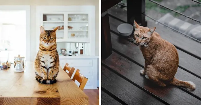 How Long Can Cats Go Without Food and 10 Reasons of Not Eating