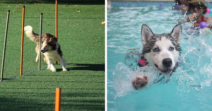 How Much Exercise Does Your Dog Need Every Day?
