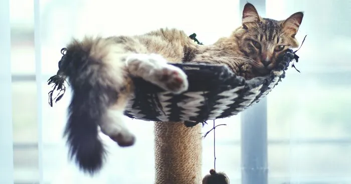 How to Clean a Cat Tree (Simple Steps for Cat Owners)