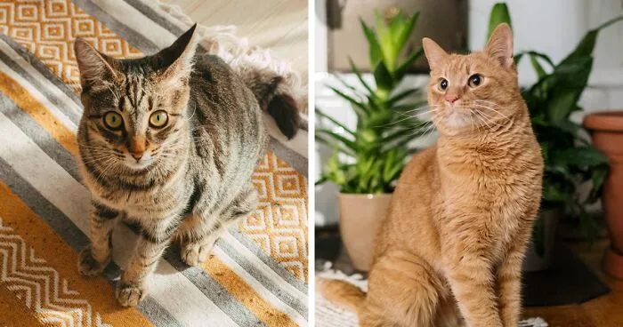 How to Keep Your Cat from Peeing on the Carpet