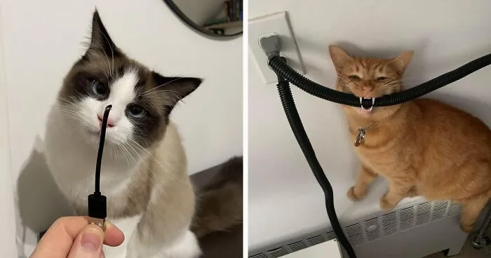 How to Stop Cats from Chewing Cords