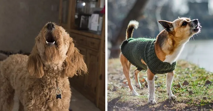 How to Train Your Dog to Stop Barking - Expert Tips
