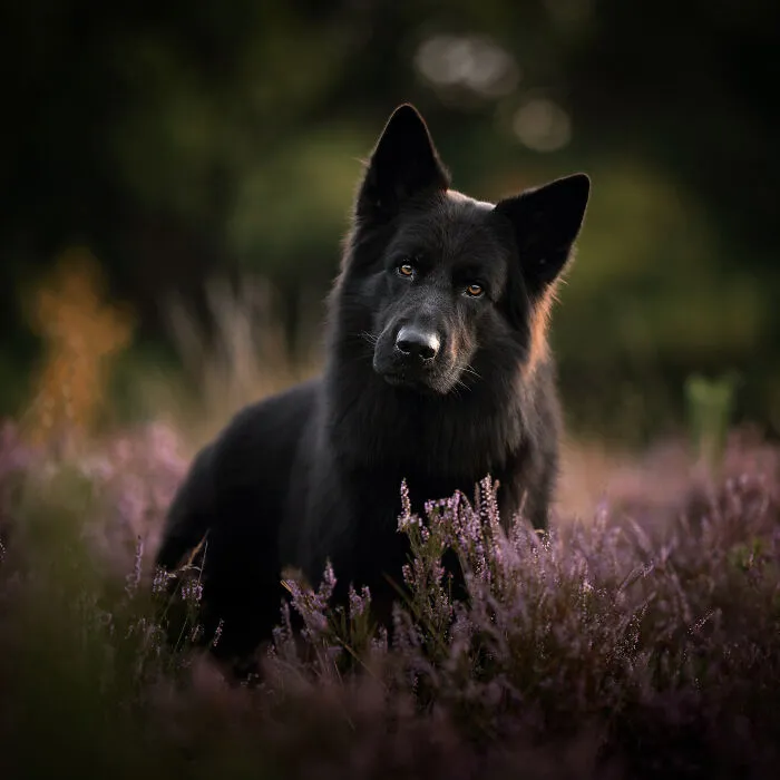 36 Paw-sitively Charming Dog Photographs I Captured