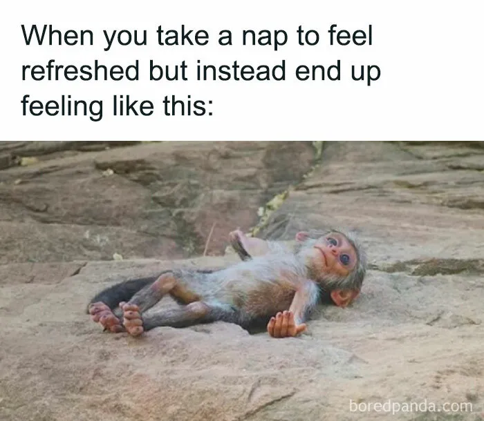 Baby monkey lying on its back, capturing a relatable introvert meme moment.