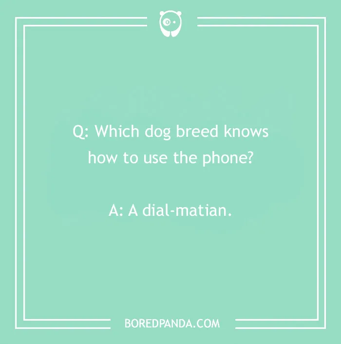 Funny dog joke on a green background: Q: Which dog breed knows how to use the phone? A: A dial-matian.