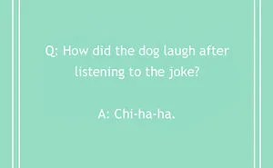 Tons Of Jokes About Dogs To Share With Your Good Boi Or Gal