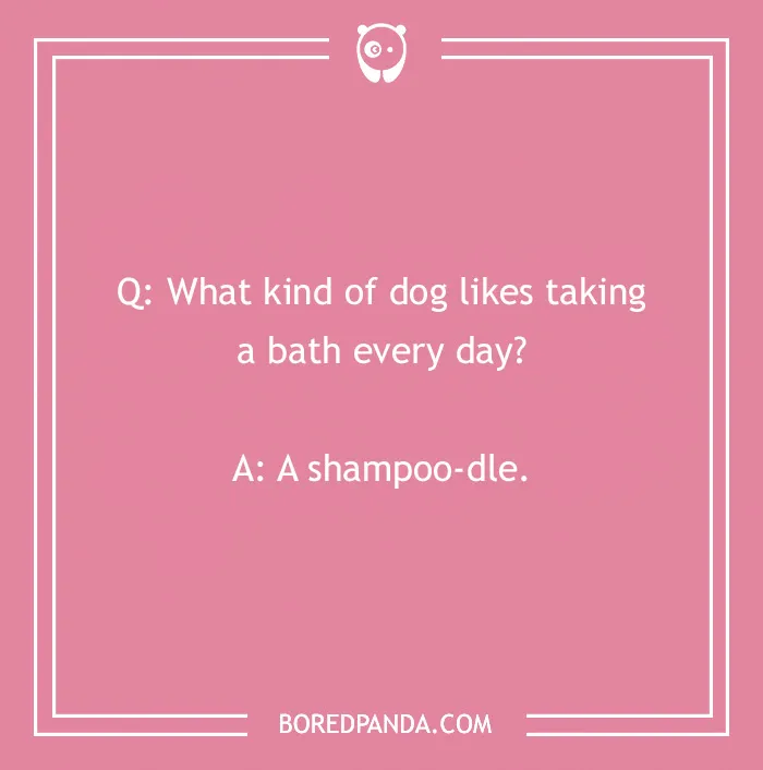 Dog joke: "What kind of dog likes taking a bath every day? A shampoo-dle."