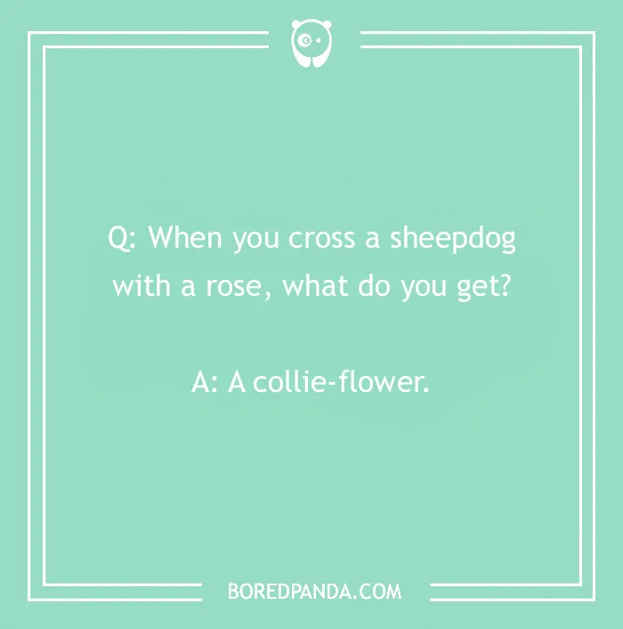 Dog joke on a mint green background: "Q: When you cross a sheepdog with a rose, what do you get? A: A collie-flower."