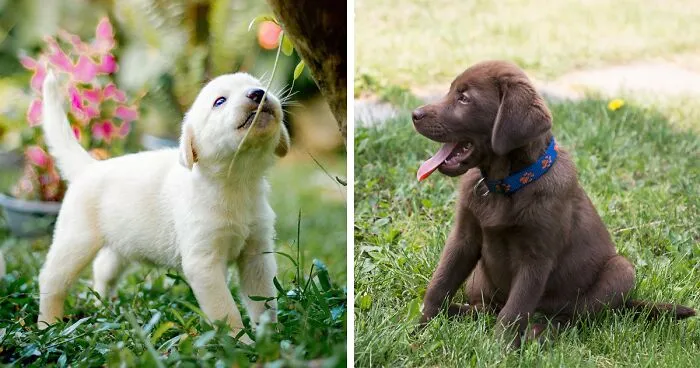 Top 200 Labrador Retriever Names for Your New Puppy