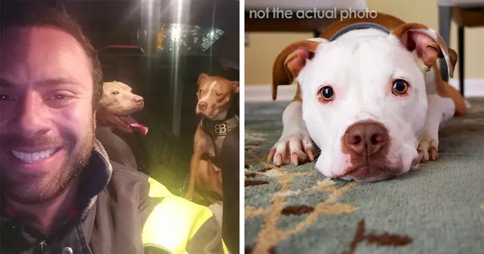 Man Drives Over 200 Miles To Rehome XL Bully Dogs Amidst A New Ban