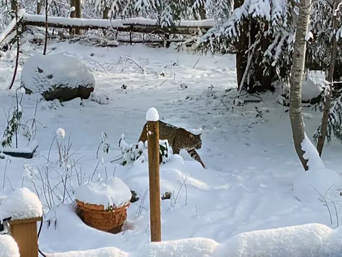 Vivo en Coquitlam y hoy vi esta belleza en mi patio trasero