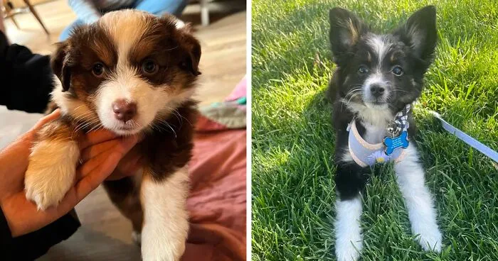 Miniature Australian Shepherd Dog Breed: Facts, Care, and Characteristics