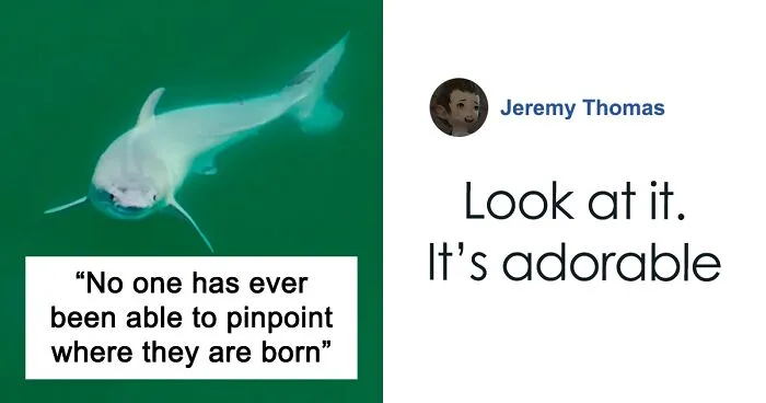 “Absolutely Mesmerizing”: Everyone’s Fawning Over First-Ever Photos Of A Baby Great White Shark